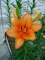 [1677 Honesty No01.JPG]